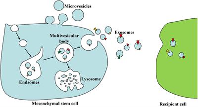 Mechanism and Potential of Extracellular Vesicles Derived From Mesenchymal Stem Cells for the Treatment of Infectious Diseases